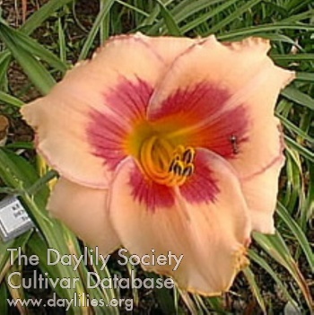 Daylily Kempton Designer